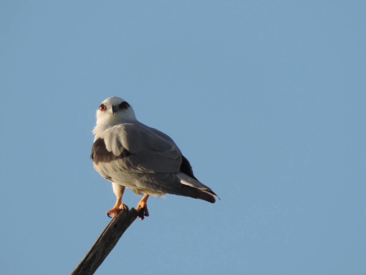 Black-shouldered Kite - Geoff Coates