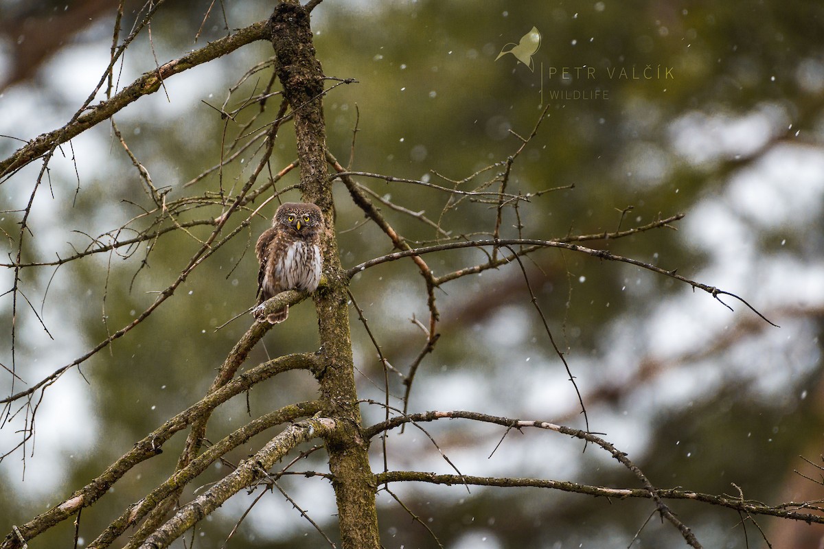 Eurasian Pygmy-Owl - ML431846021