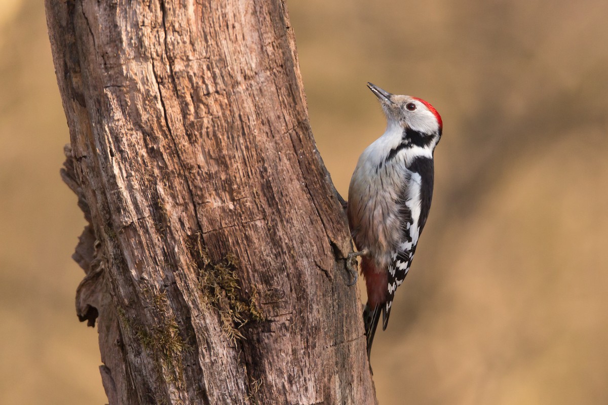 Middle Spotted Woodpecker - Carolien Hoek