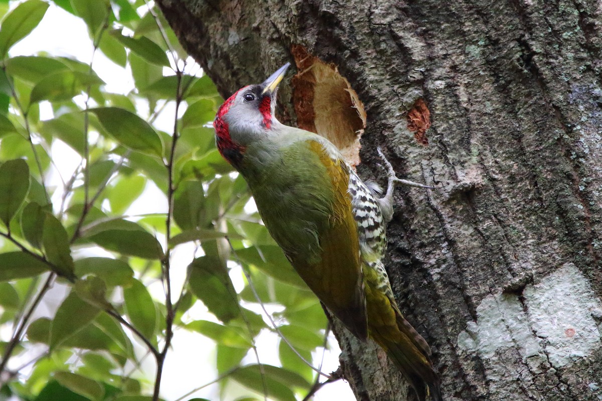 Japanese Woodpecker - ML431849361