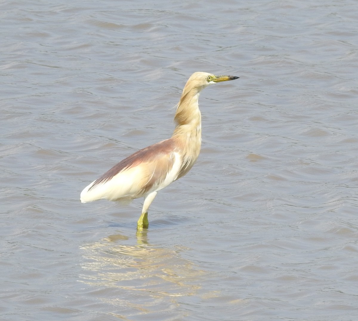 Indian Pond-Heron - ML431850991