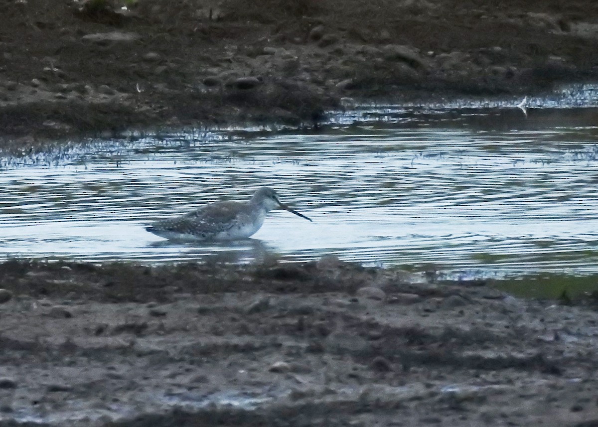 Spotted Redshank - Mark Smiles