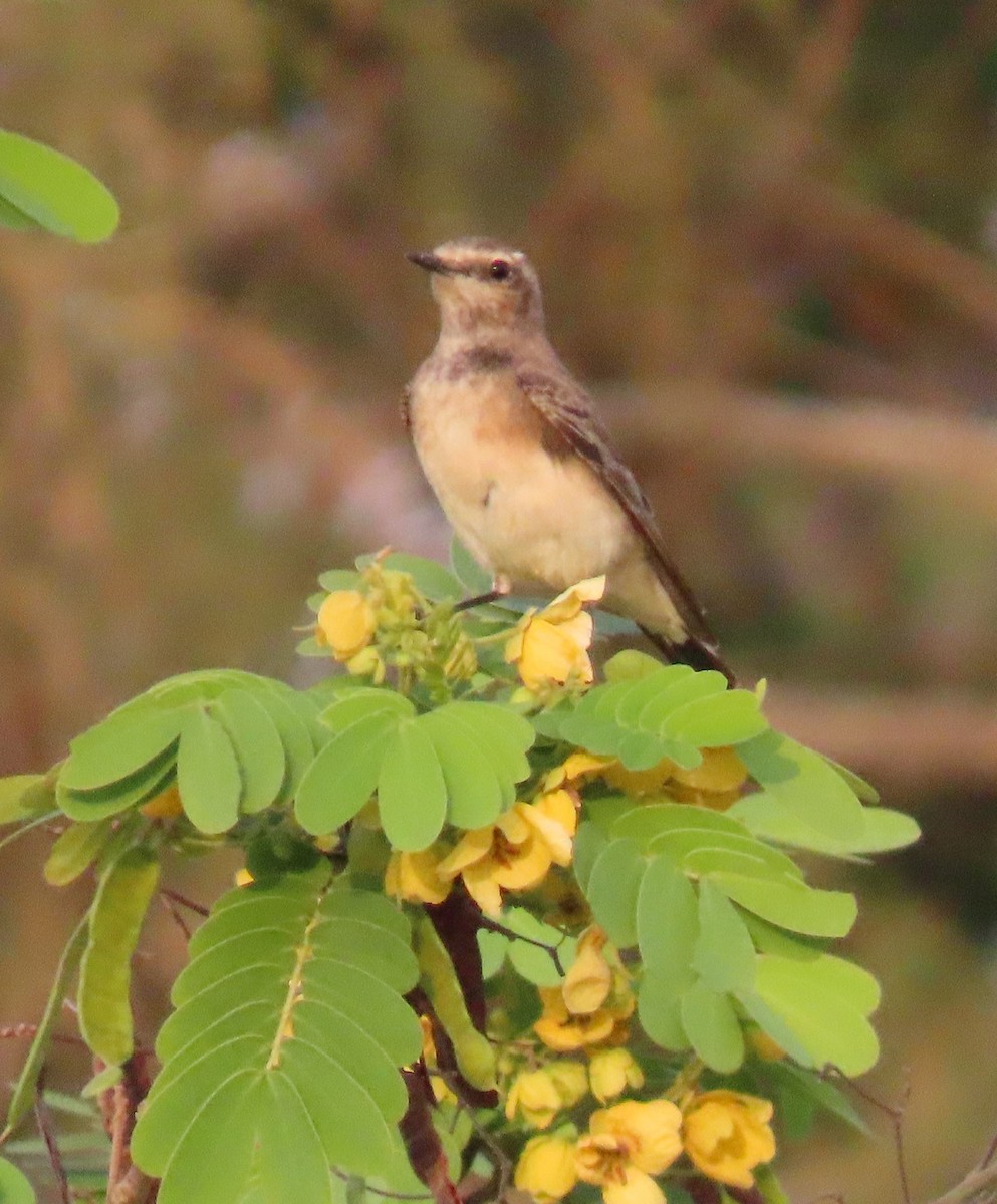 Isabelline Wheatear - ML431852961