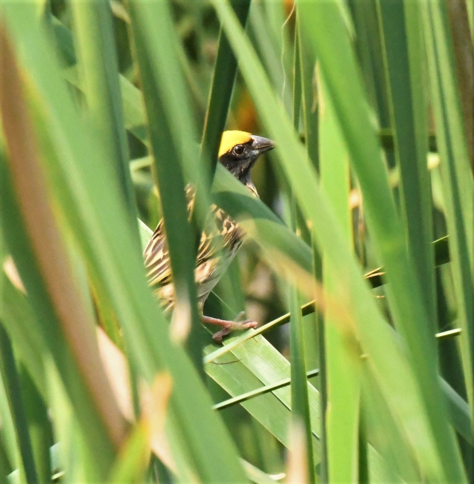 Streaked Weaver - ML431853221
