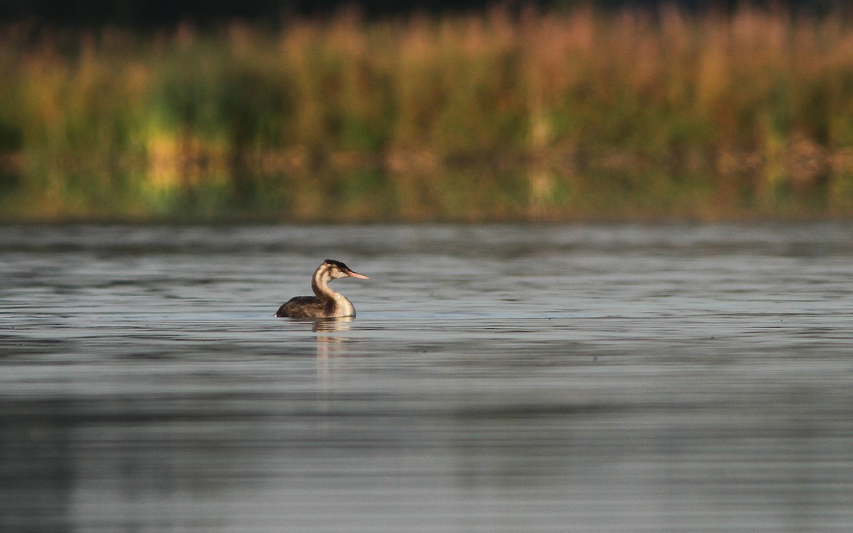 Great Crested Grebe - ML431854151