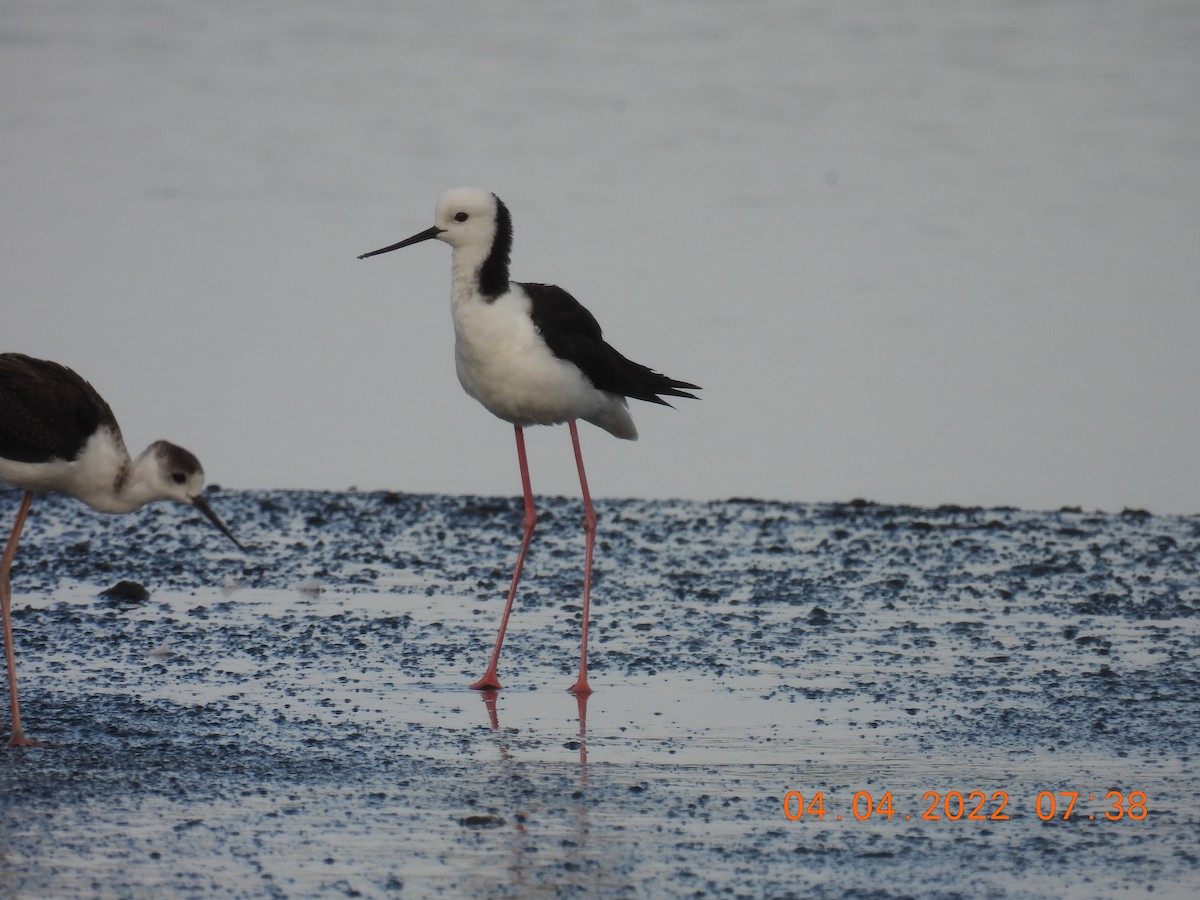 Pied Stilt - Trevor Oliver