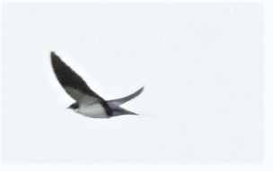 Wire-tailed Swallow - ML431854551