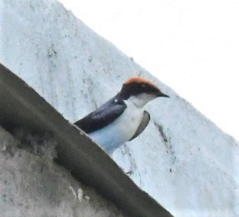 Wire-tailed Swallow - ML431854581