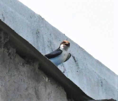 Wire-tailed Swallow - ML431854611