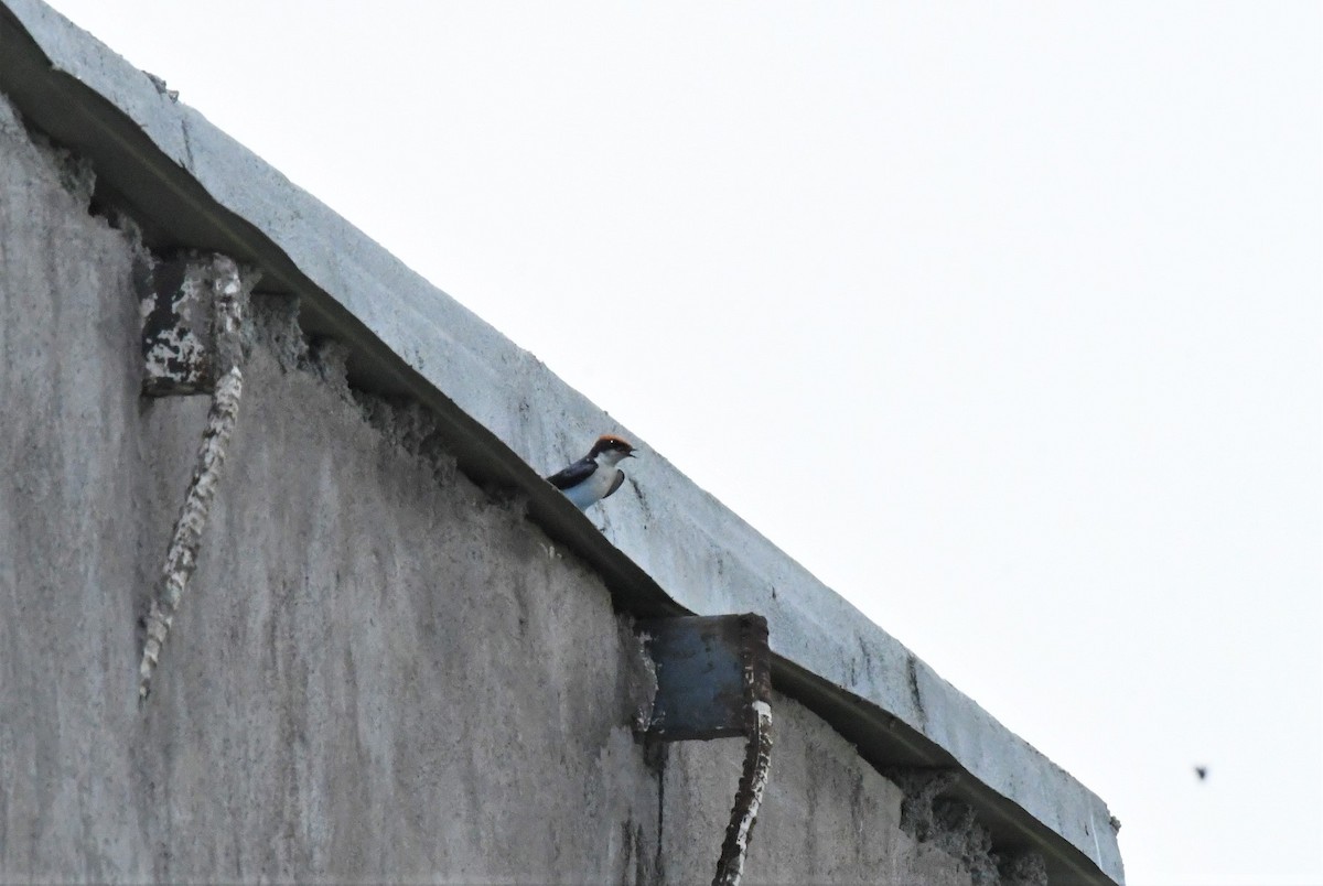 Wire-tailed Swallow - ML431854681
