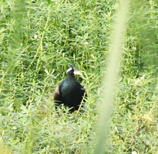 Bronze-winged Jacana - ML431854731