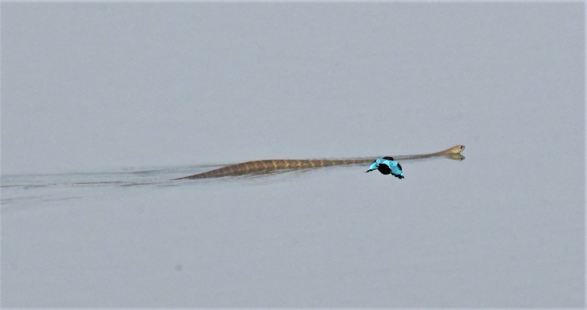 White-throated Kingfisher - ML431854901