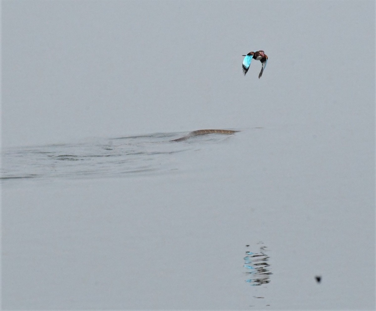 White-throated Kingfisher - ML431854911