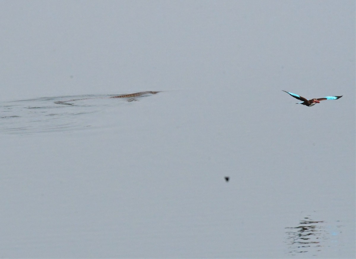 White-throated Kingfisher - ML431854961