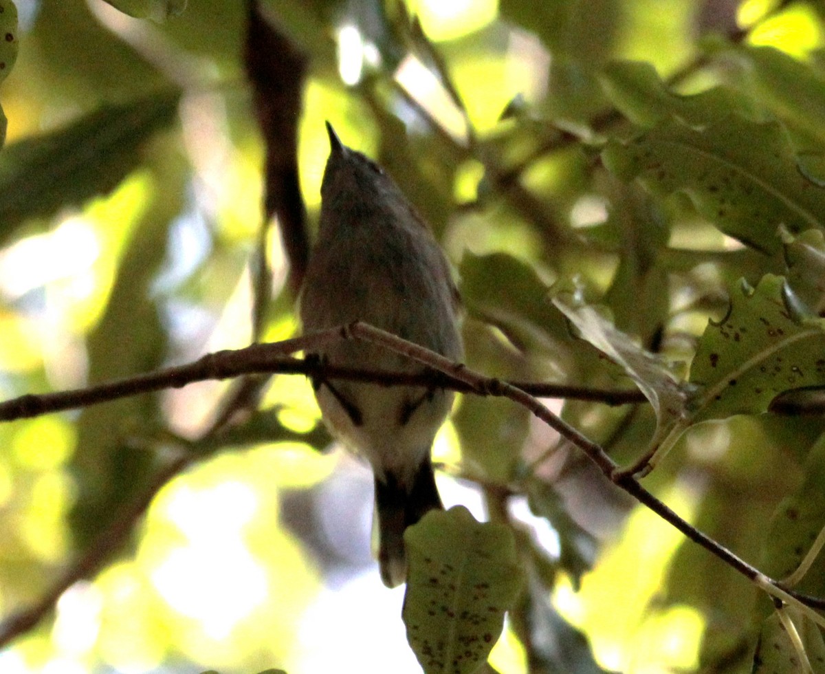 Gray Gerygone - ML431855211