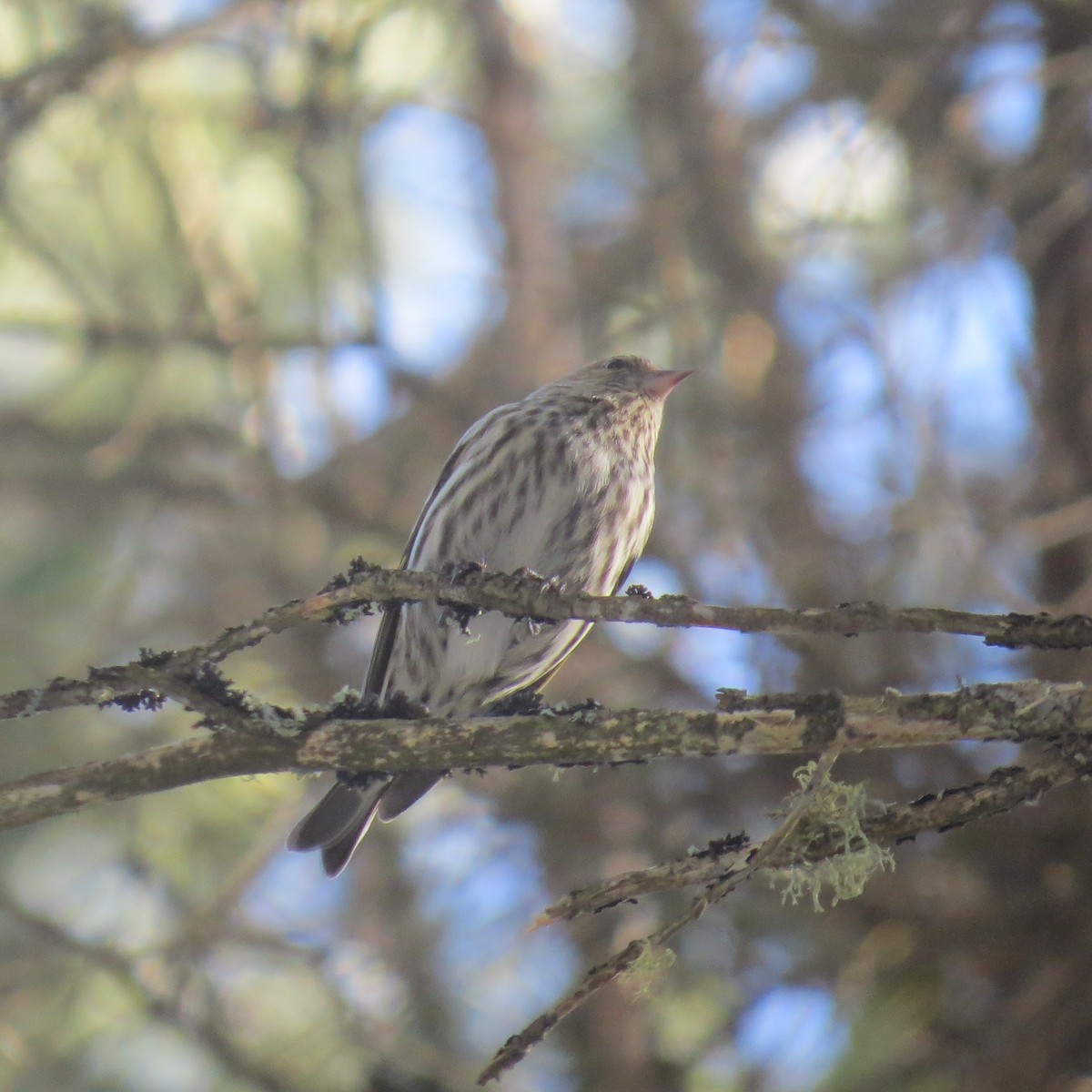 Pine Siskin - ML431857891