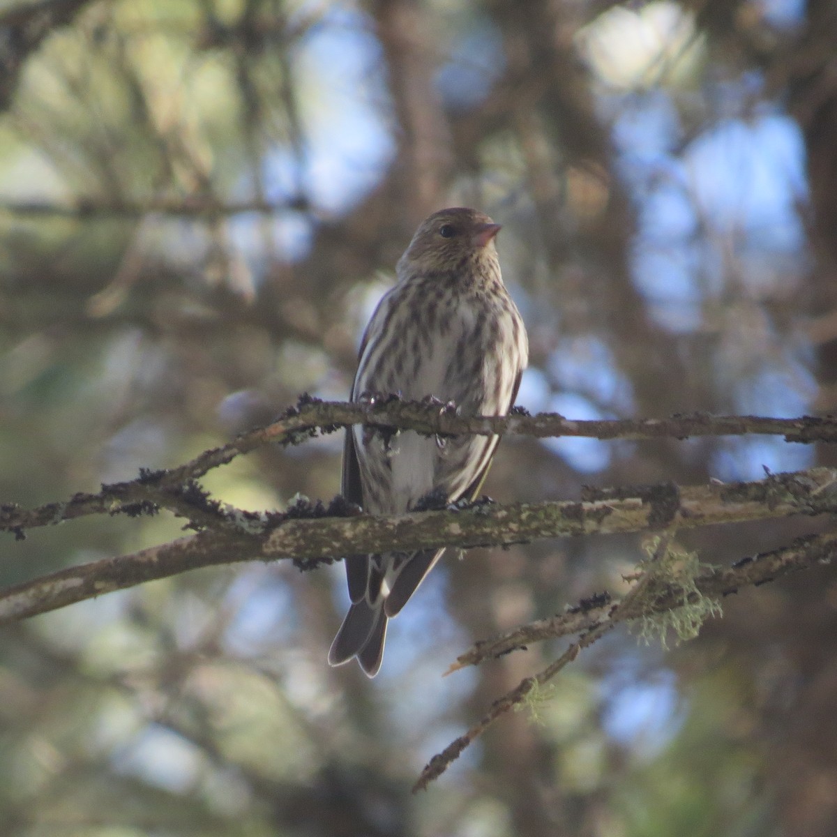 Pine Siskin - ML431857901