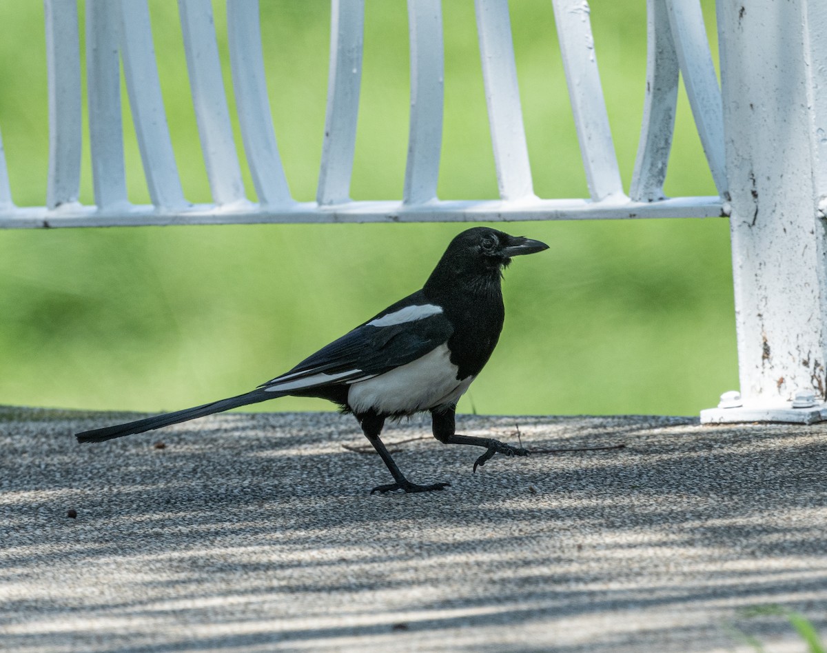 Oriental Magpie - ML431858501