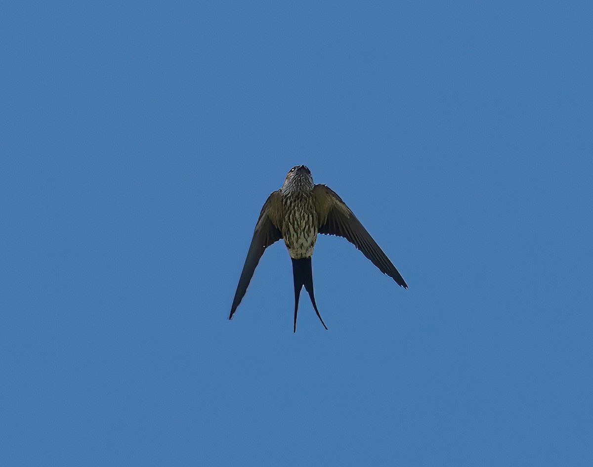 Striated Swallow - ML431858681