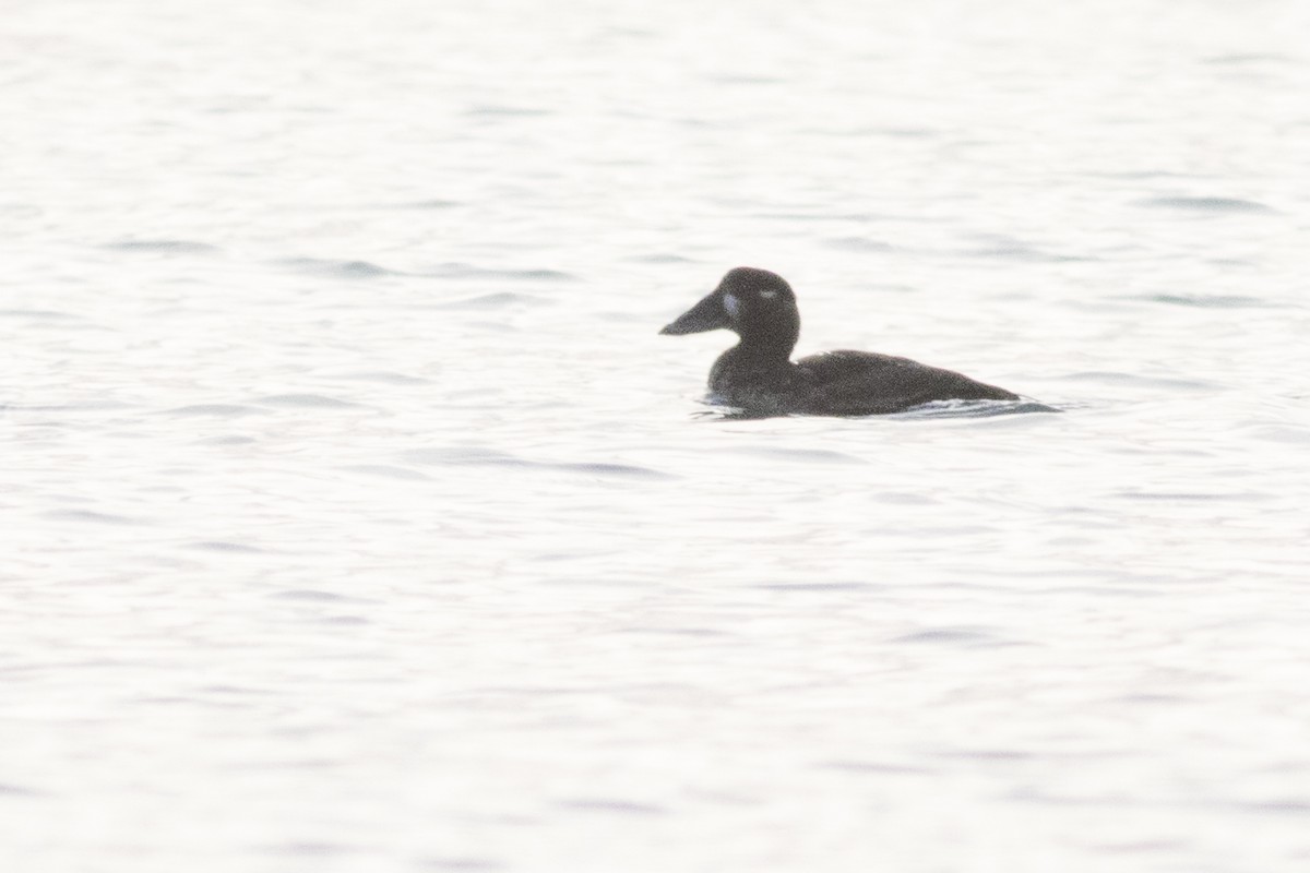 Surf Scoter - Thomas Barbin