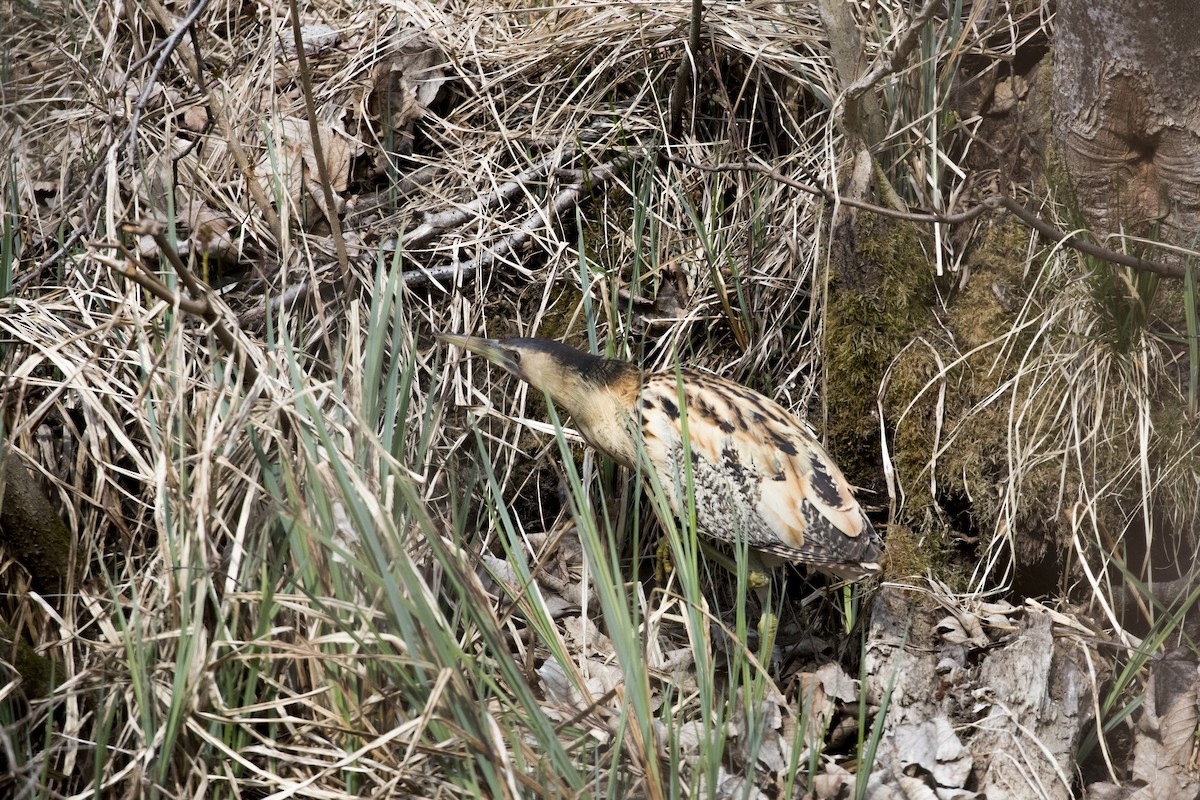 サンカノゴイ - ML431859701