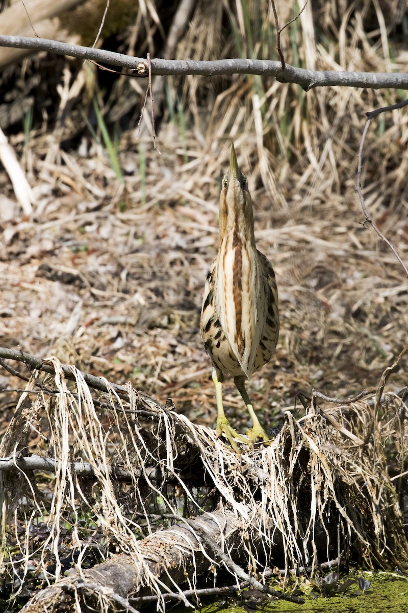 サンカノゴイ - ML431859711