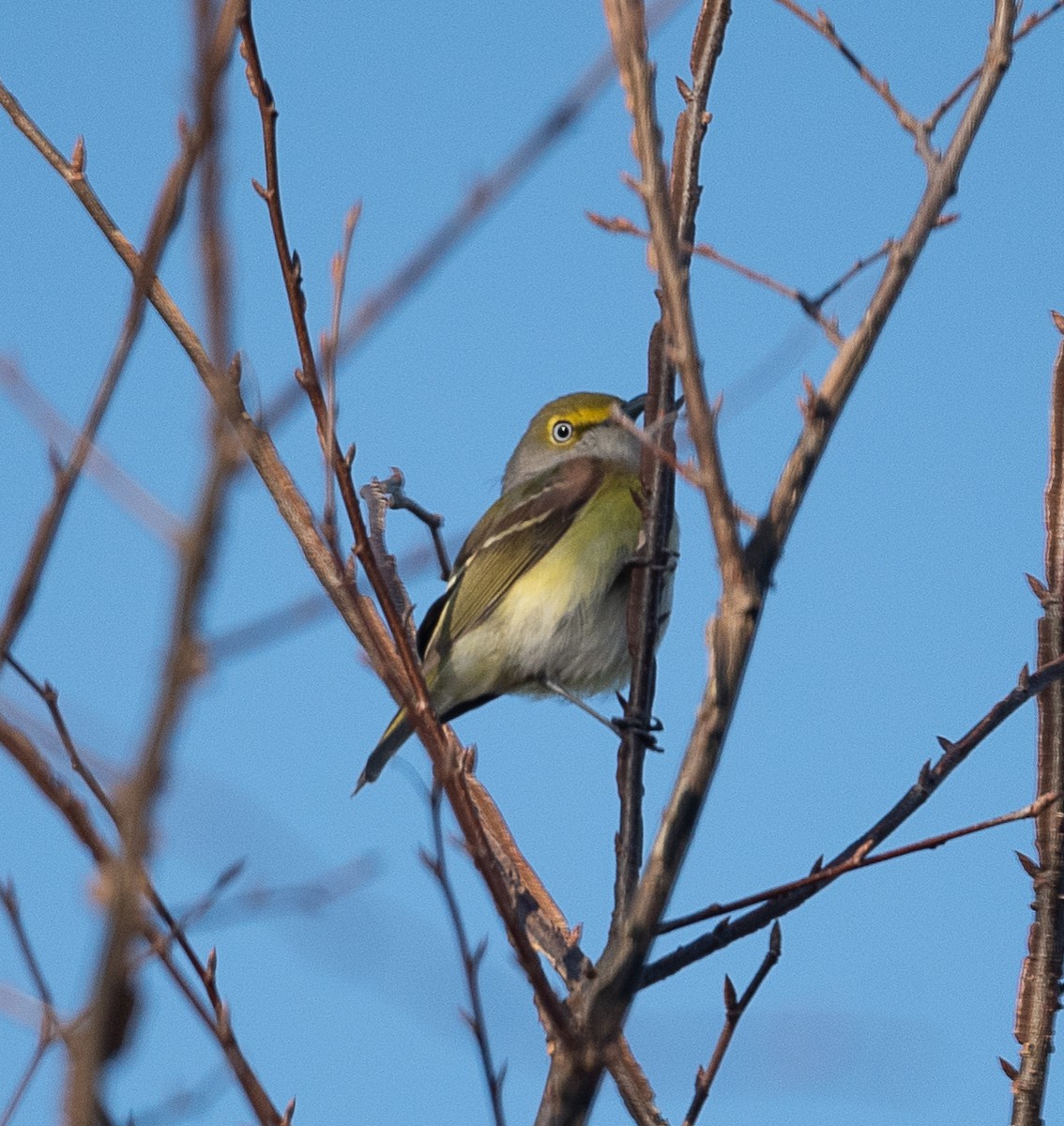 Viréo aux yeux blancs - ML431860481