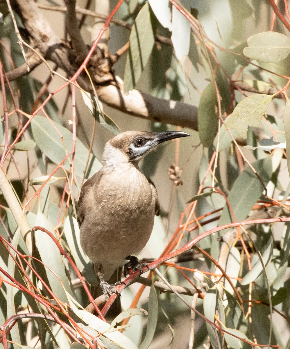 Little Friarbird - ML431861761