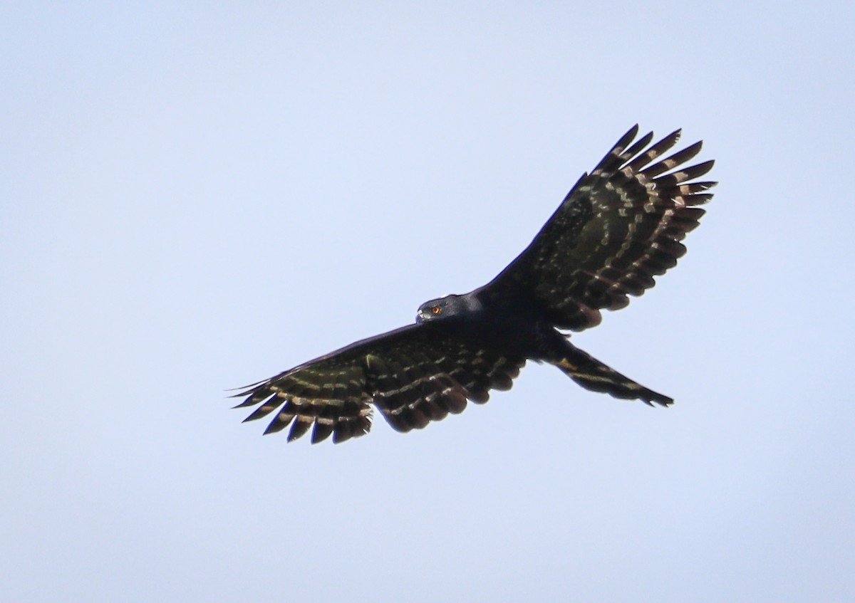 Black Hawk-Eagle - ML431863081