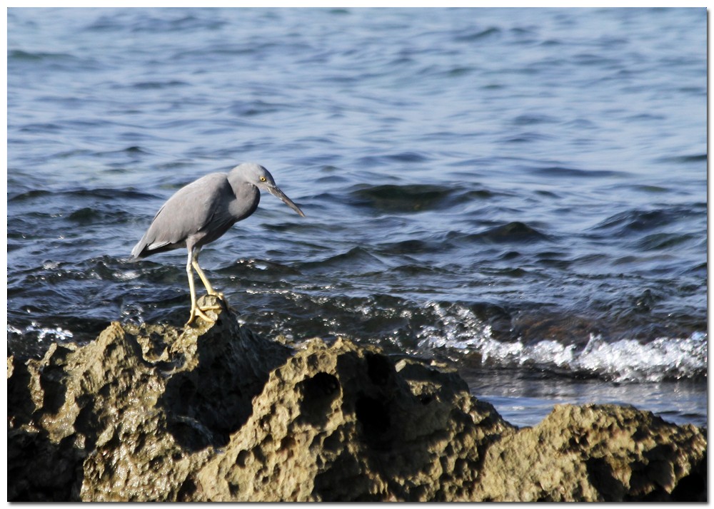 Pacific Reef-Heron - Ariful Haque