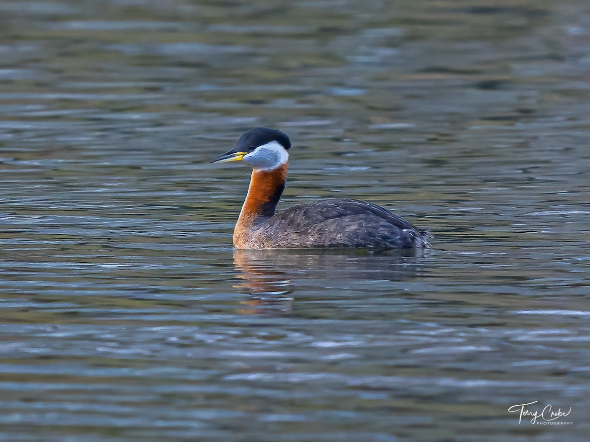 Red-necked Grebe - Terry Crabe