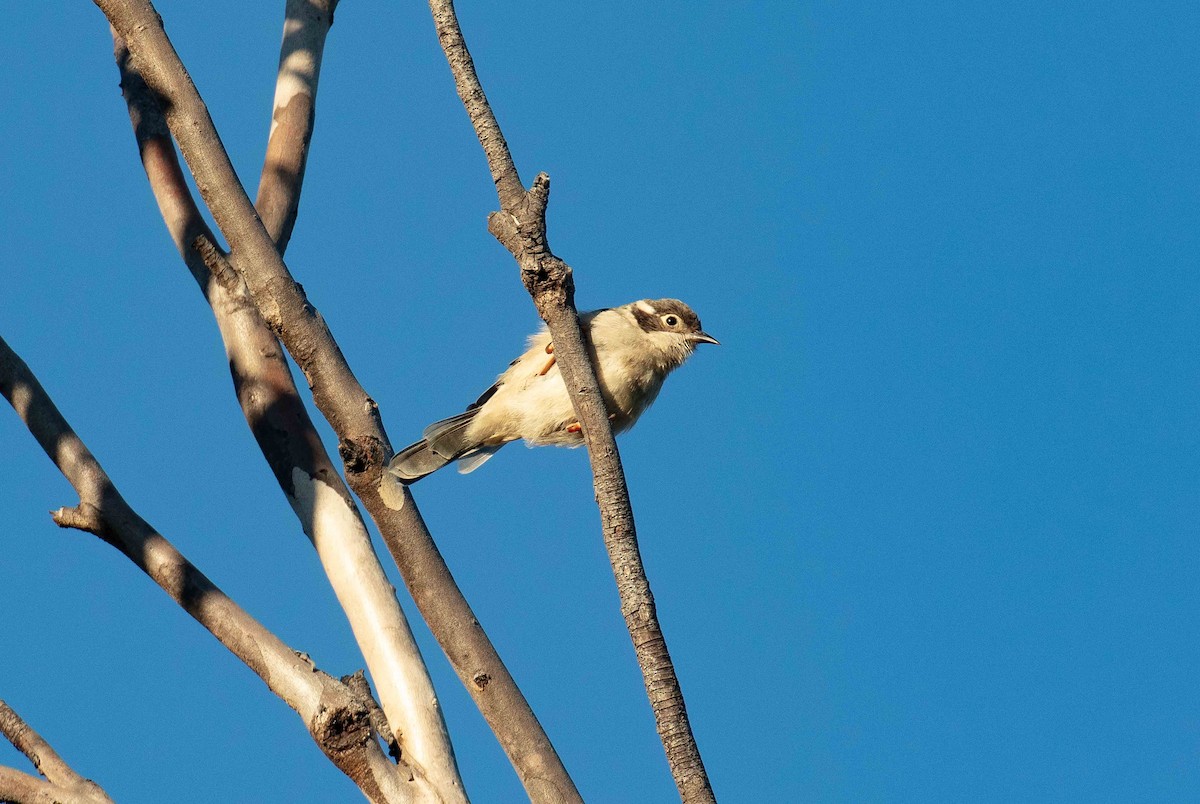 Brown-headed Honeyeater - ML431864051