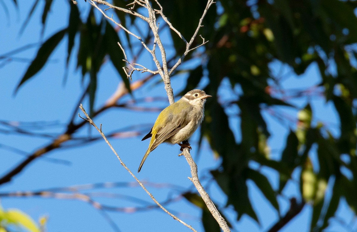 Brown-headed Honeyeater - ML431864061