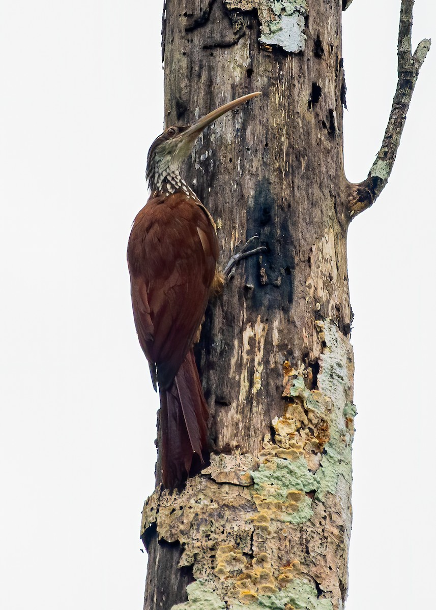 Long-billed Woodcreeper - David Monroy Rengifo