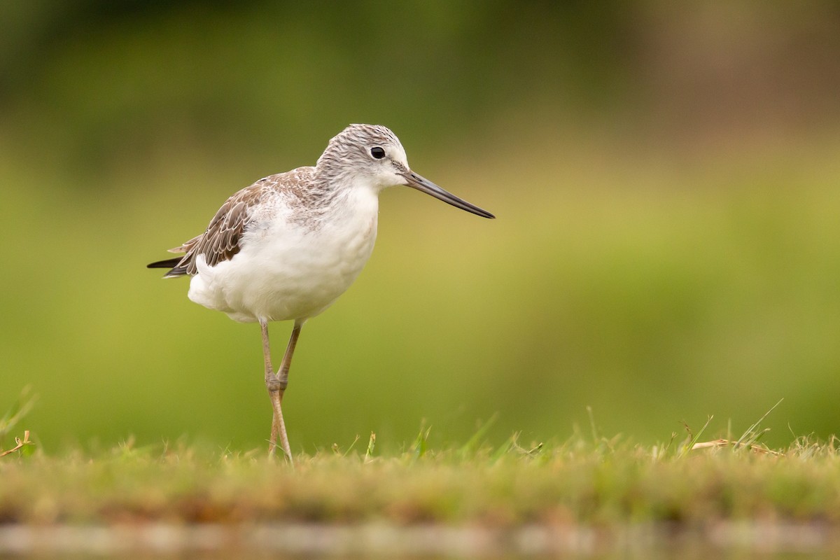 Common Greenshank - ML431866151