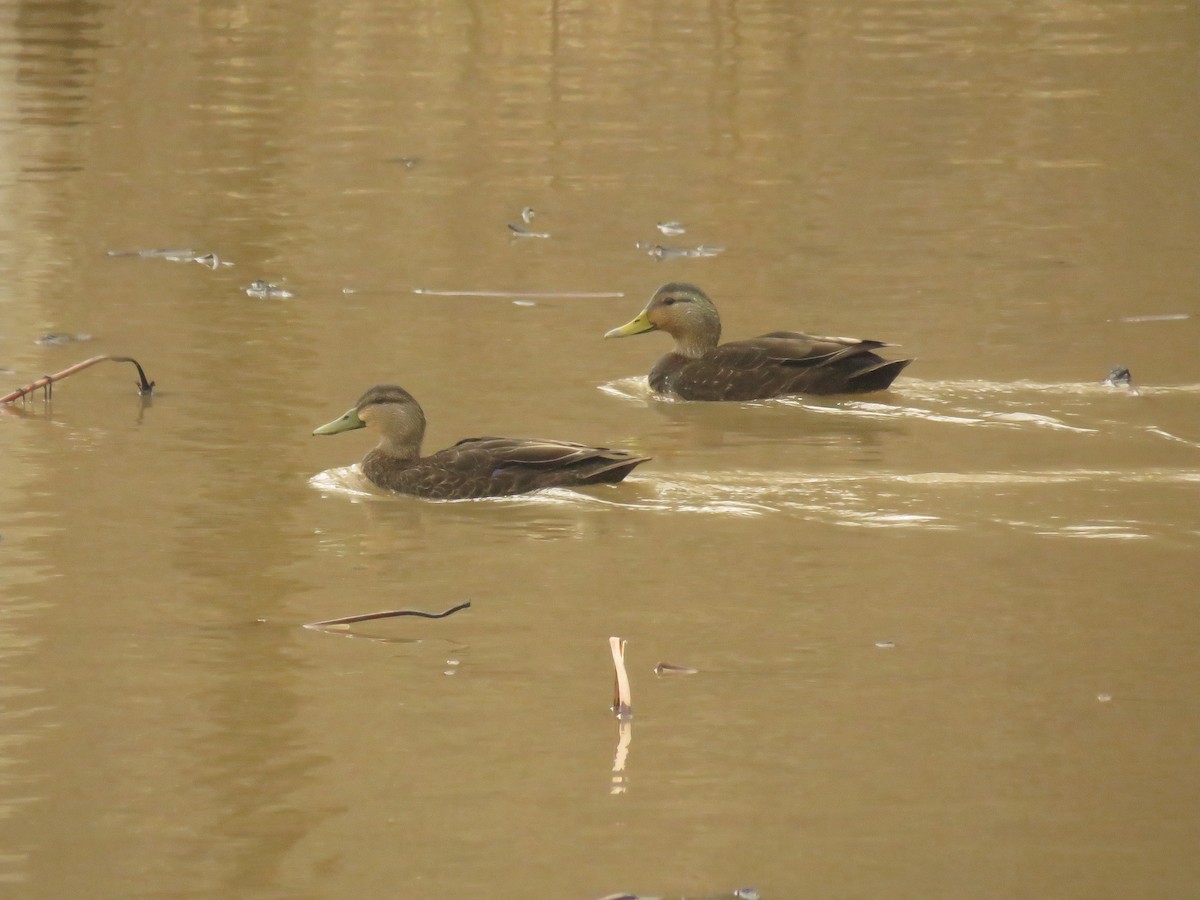 Canard noir - ML431866731