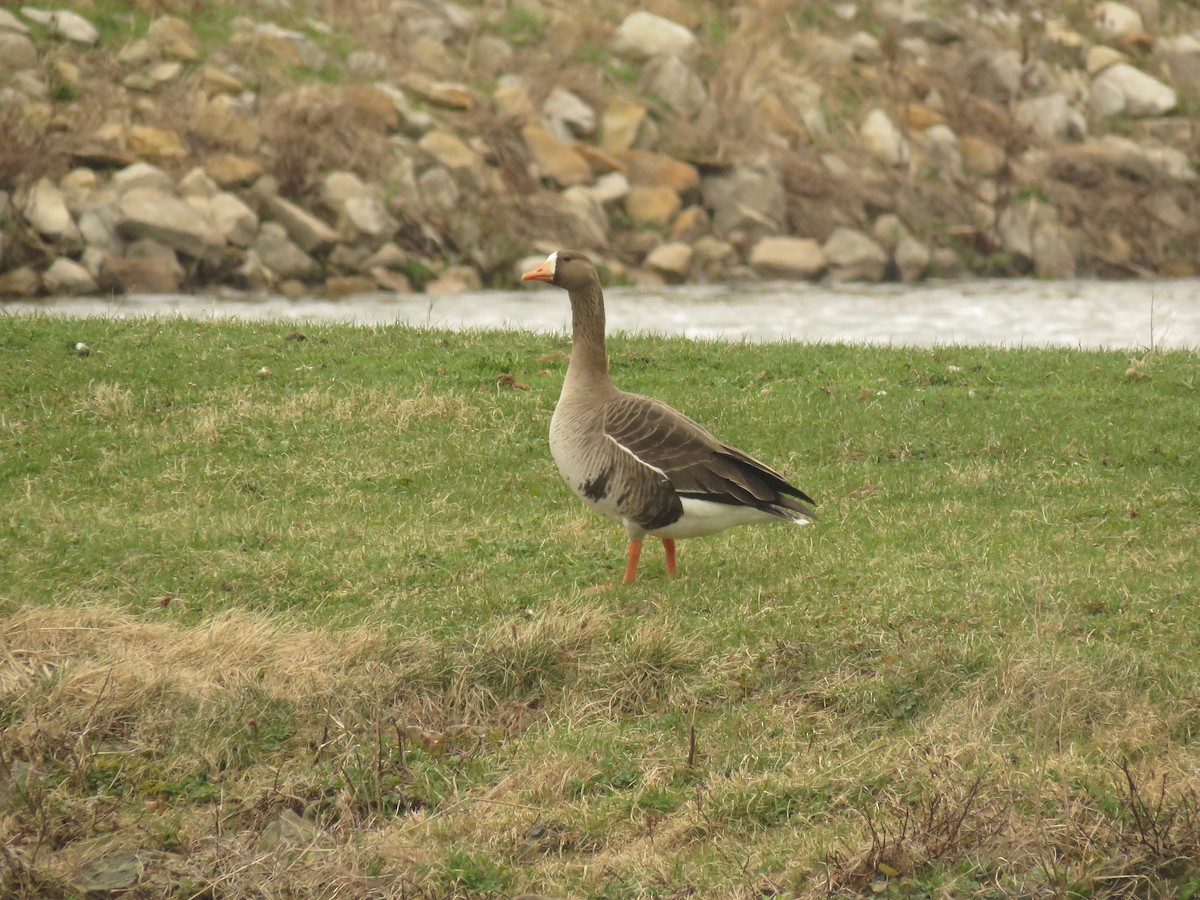 Greater White-fronted Goose - Wyatt Flood