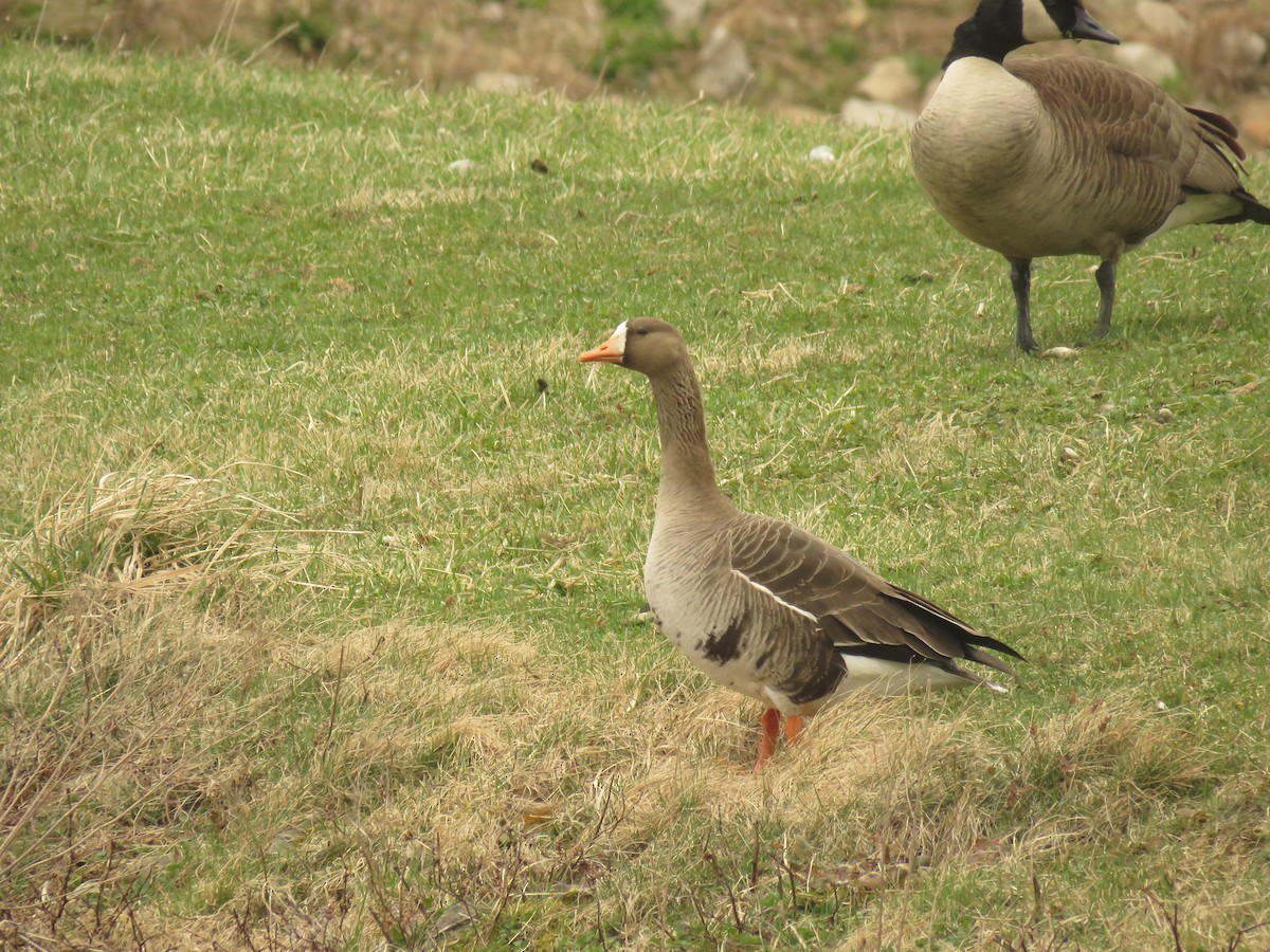 Greater White-fronted Goose - Wyatt Flood