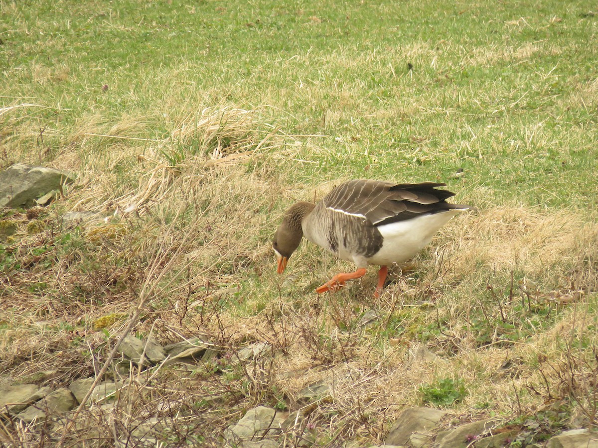 Greater White-fronted Goose - Wyatt Flood