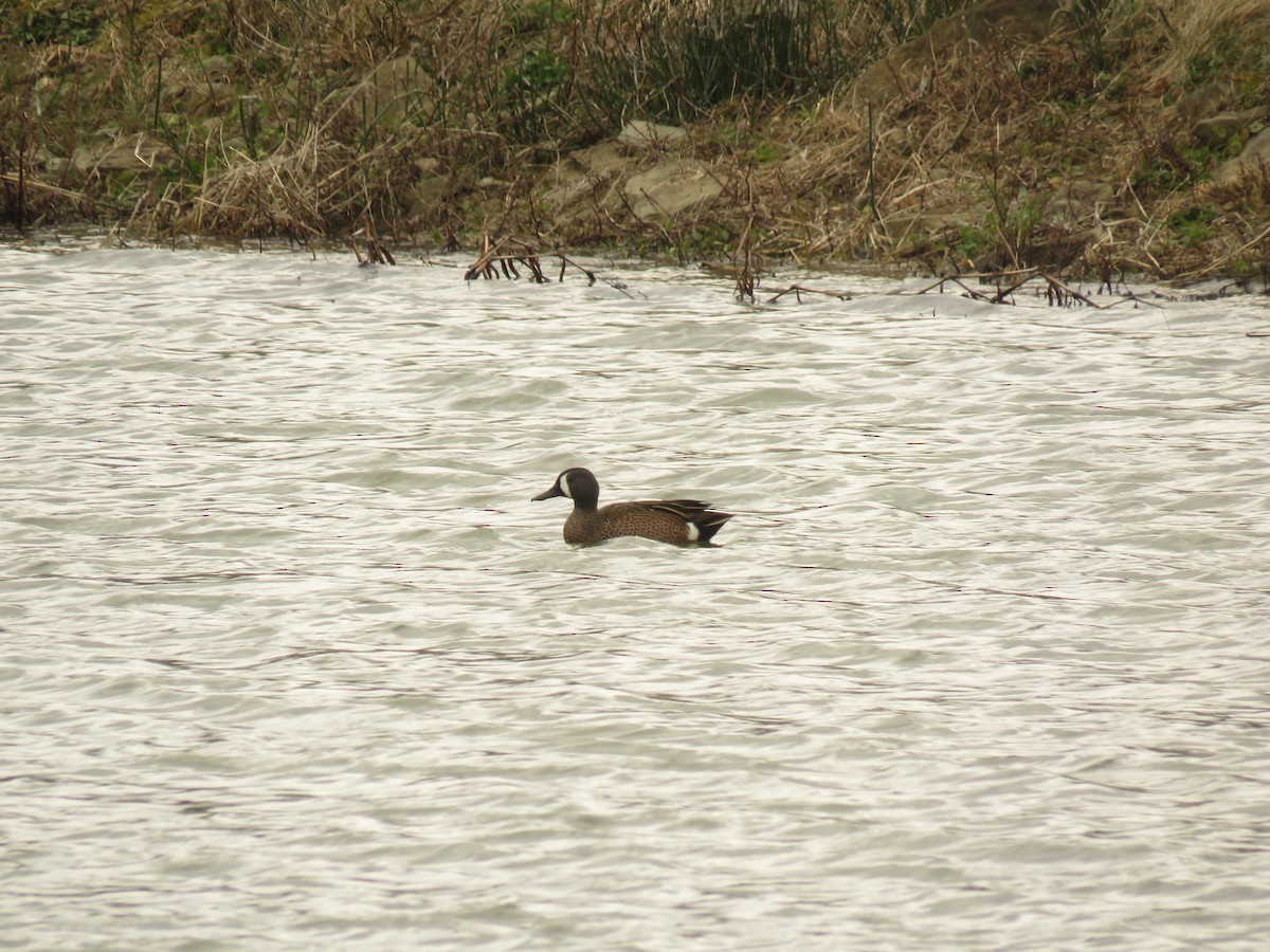 Blue-winged Teal - Wyatt Flood