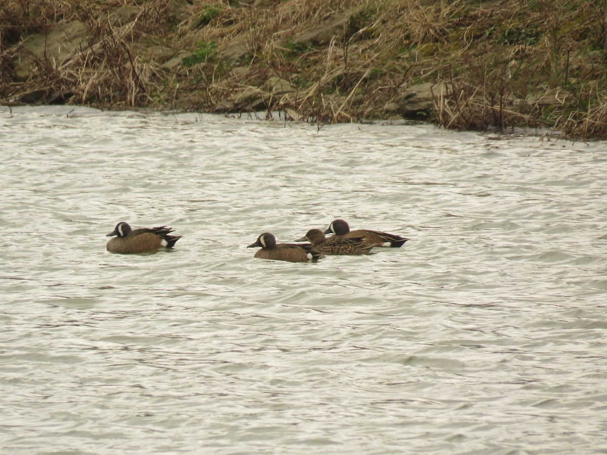 Blue-winged Teal - Wyatt Flood