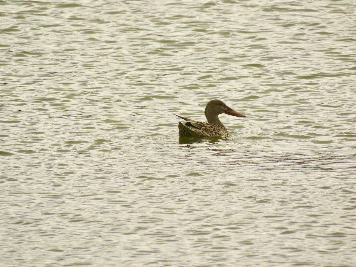 Халбага нугас - ML431867831