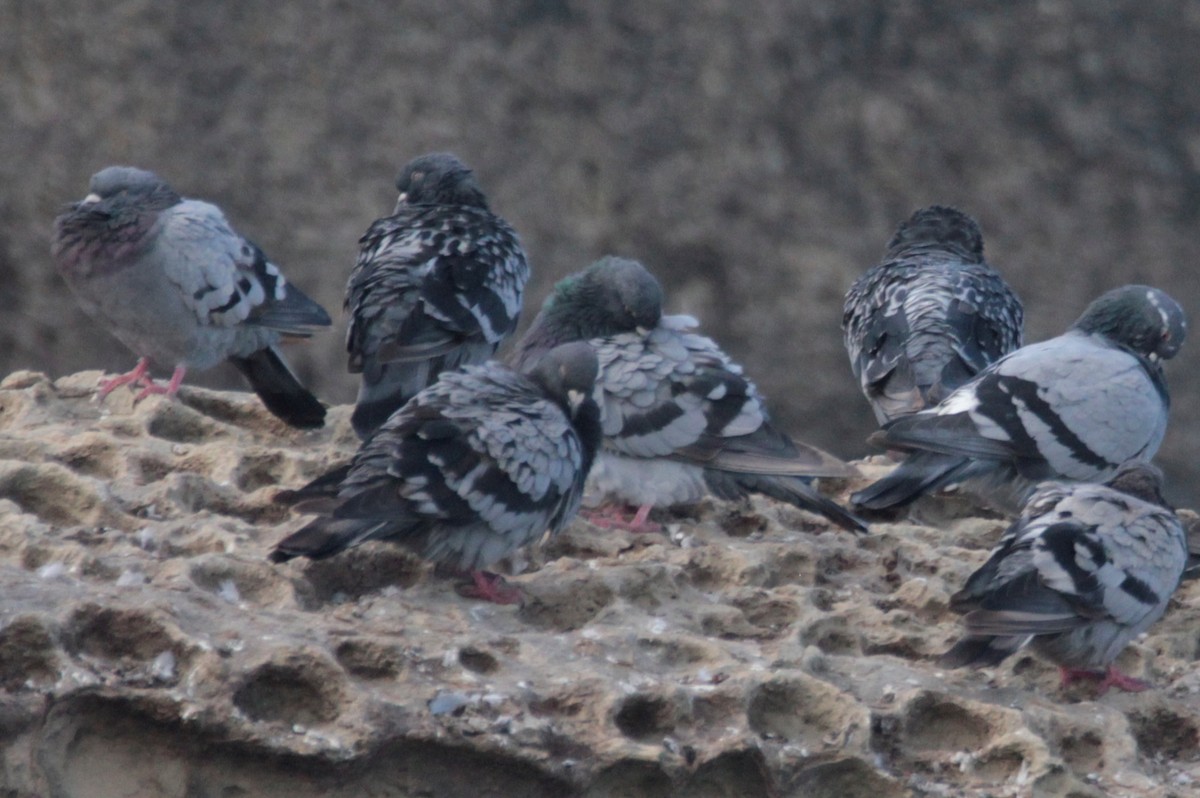 Rock Pigeon (Feral Pigeon) - ML431868341