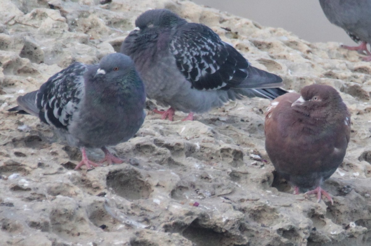 Rock Pigeon (Feral Pigeon) - ML431868371