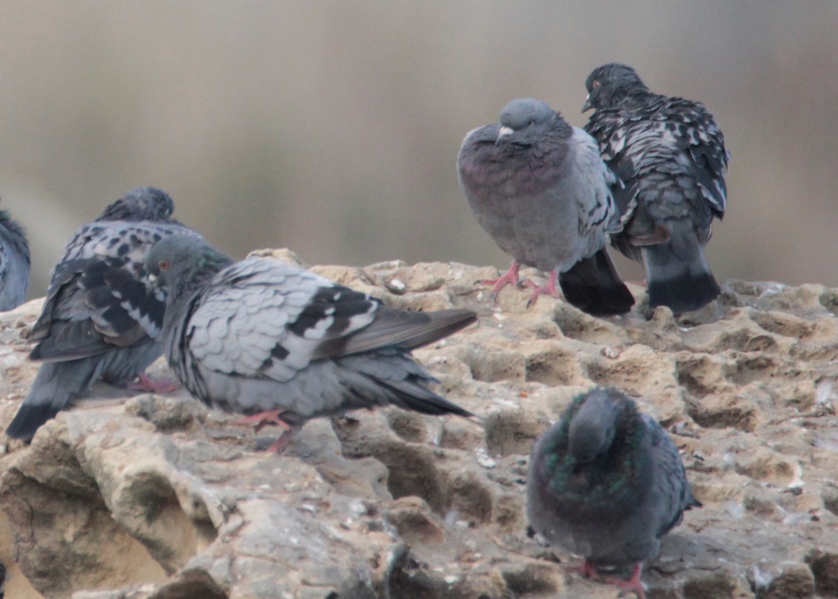 Rock Pigeon (Feral Pigeon) - ML431868421