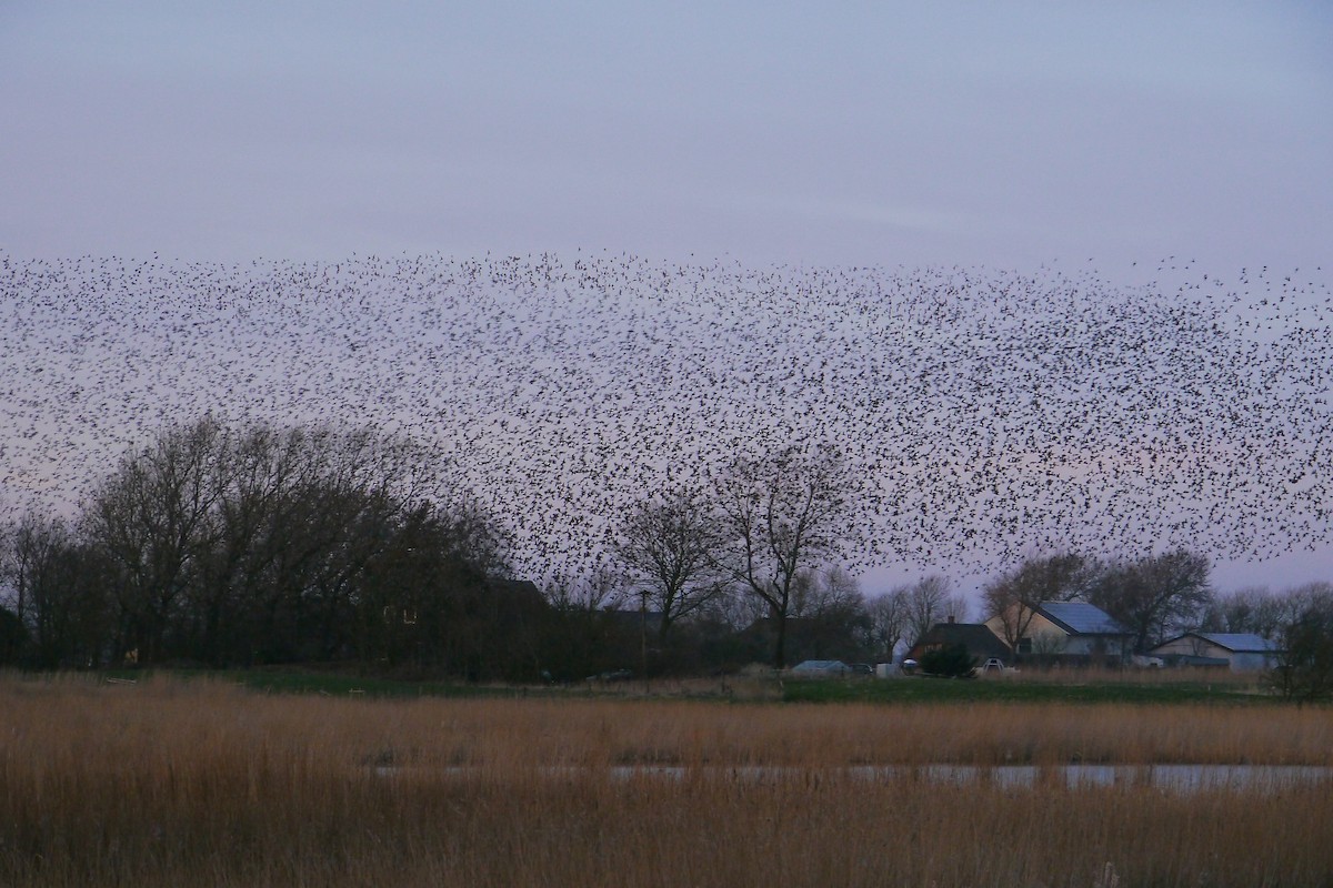 European Starling - ML431868571