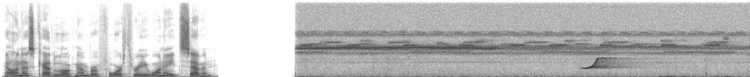 Tinamou à grands sourcils - ML43187