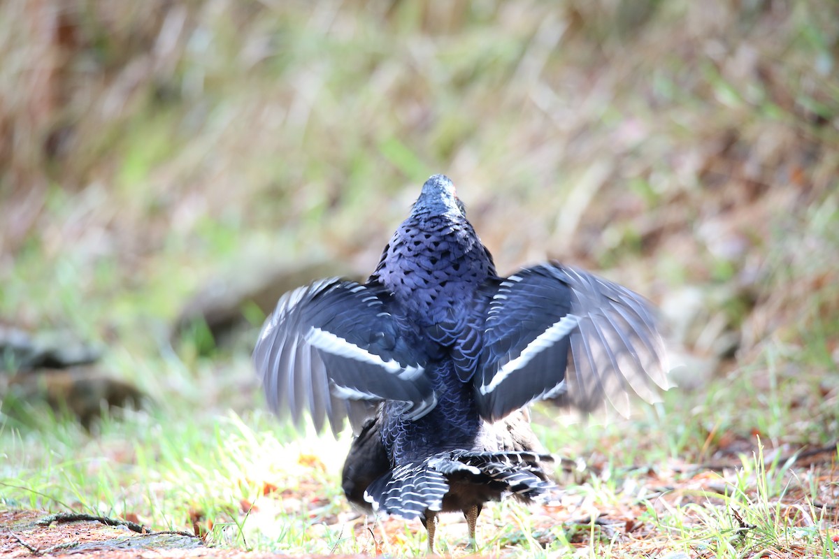 Mikado Pheasant - ML431870321