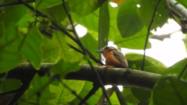 White-browed Piculet - ML431870801