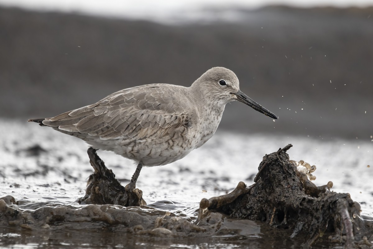 Willet - ML431871391